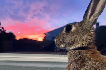 A lovely autumn sunrise for Peri this morning 💖
