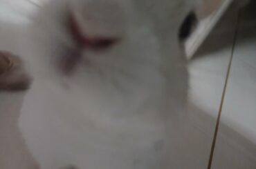 Do you have games on your phone?