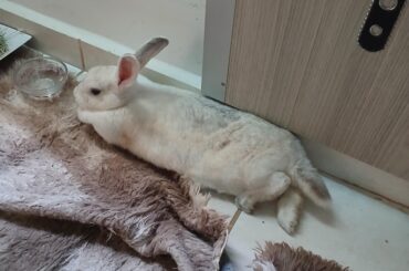 The floor is slippery and freezing cold, and she actively ignores the rug