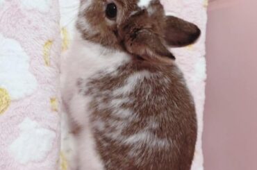 Neutering question