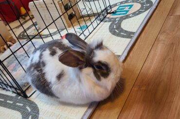 Where are the bunnies?