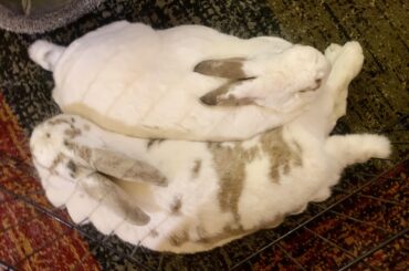 Peanut and Butter are Yin & Yang❤️💕🐇