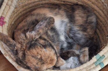Moss sleeping after building a nest