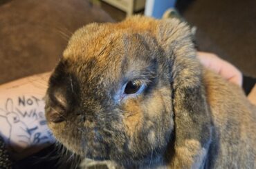 Mr cuddle bub