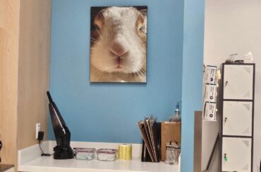 Our Bunny's a decoration at our local vet clinic!