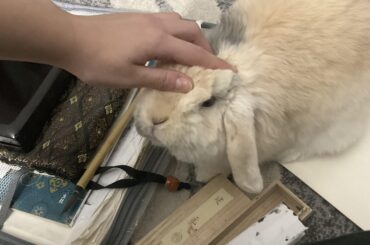 Fellow creatives, may I see what you made for your bunnies? I’m especially interested in seeing ceramic pieces.
