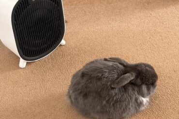 Does any of your buns do this?