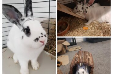 Sibling Love ❤️ 🐇🐰🐾