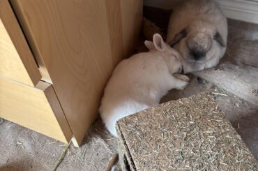 Winter (white Netherlands dwarf) is very happy that candyfloss (grey mini lop) is feeling better after a case of gi stasis