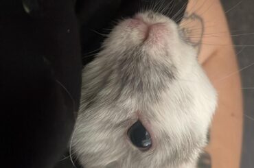 why does my bunny pee a white liquid??