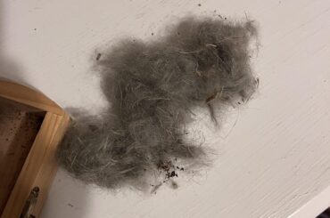 Bunny fur cleaning