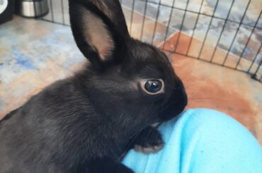First time bunny owner