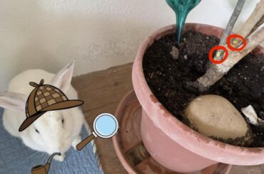 Detective Soybean guarding the scene of the crime until bite mark analysis can determine the culprit