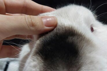 Melted marshmallow 🤍