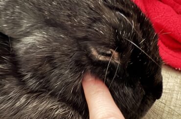 Small bump under rabbit’s eye