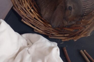 Got my 2 month old lop today, give me your care tips to a newbie :)