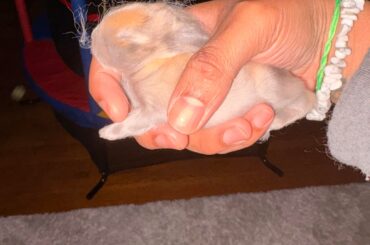 Baby Bunnies