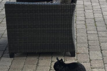 Happy Easter, Hooman