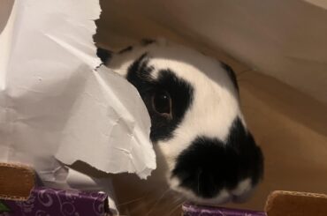 Fun with a new box: