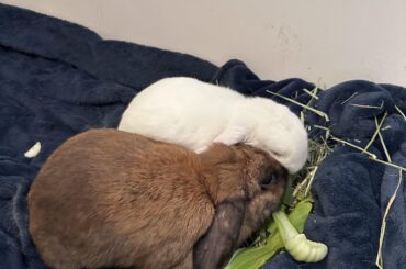 Bonding fixed bunnies
