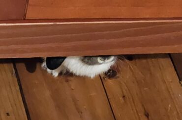 Hopper decided to sneak up a surprise stasis session today so yell at Pita to take her gas drops.