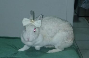 She doesn't seem to have liked that little bow