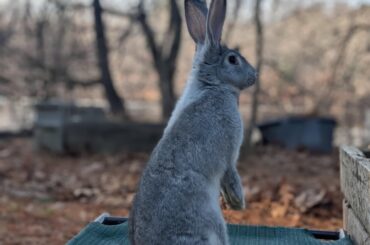 Flemish litter box ideas