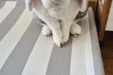 Black little claw