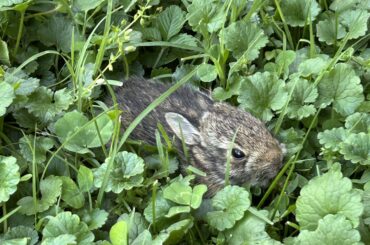 Bunnies old enough to leave nest