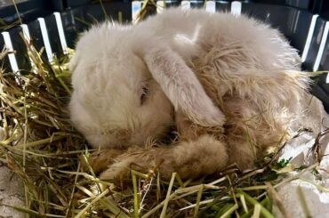 Rabbits are for life, not just for Easter.