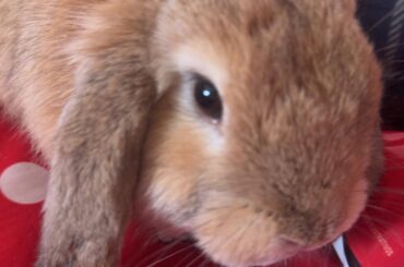 I just got a lop anything I should know? he’s 5 months!