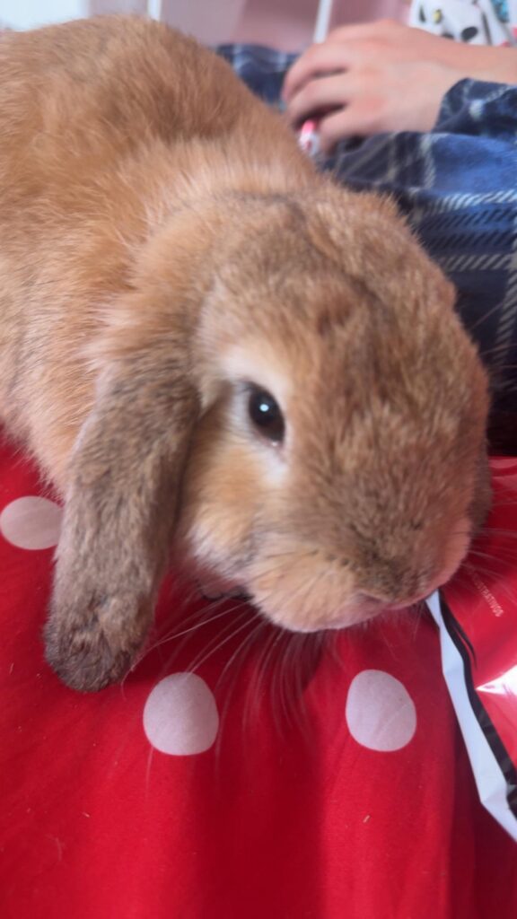 I just got a lop anything I should know? he’s 5 months!