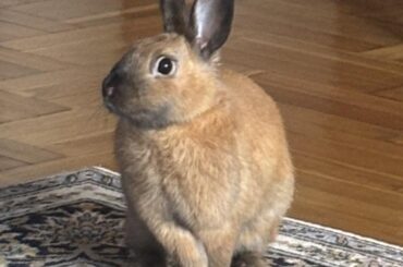 curious bun!