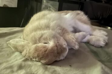 that's how he always sleeps
