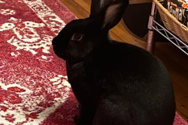 This is my girlfriends bunny. We just moved in together and now she my daughter. Never knew how sweet bunnies can be.