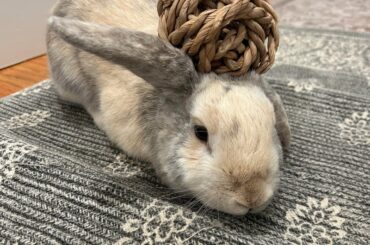 [UPDATE] found domestic bunny in my yard