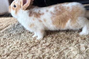Anyone know what kind of bunny this is? Age: “a few weeks” Weight: app. 2lbs