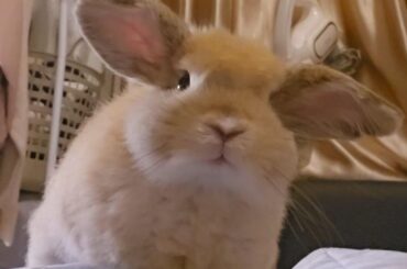 Miso... Are you even a bunny at this point...?