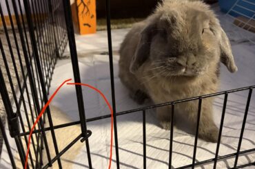 My rabbit is peeing outside of her litter box