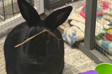 Bunny chewing up everything. At my wits end