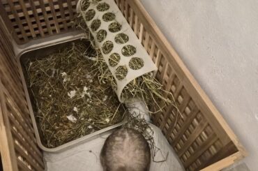 Rabbit digging out litterbox.