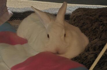 He looks like a melted Ice Cream