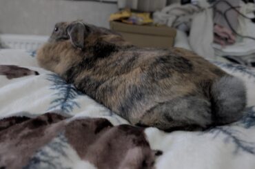 pancake