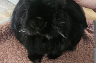Tomorrow is my last birthday owning rabbits