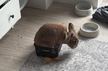 Moved the litter tray for maybe 2 minutes whilst I hoovered.