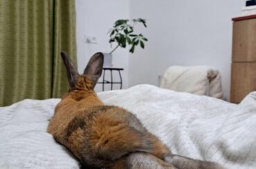 My favorite fluffy butt 🐰💖