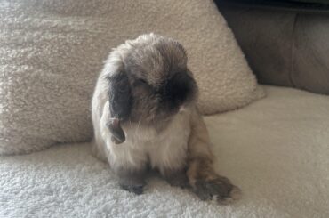 Looking for new hay