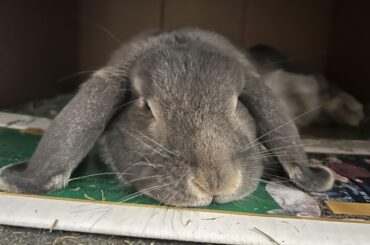 Well look who fell asleep in the hay box again