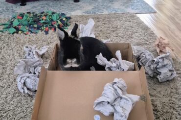 Shoe-box of enrichment for my devil-child 😈