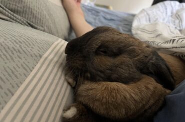 shamelessly snoring with his paw under his chin